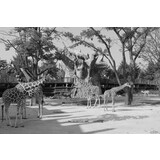 giraffen giraffen